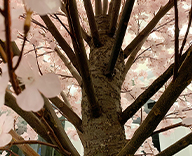 23 日比谷 OKUROJI 大型 桜 アートフラワー 造木 本物 春 装飾 SEASONS 事例