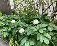 23 銀座 中央通り 花壇 季節の花 草花 hitotoki 事例