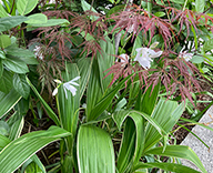 23 銀座 中央通り 花壇 季節の花 草花 hitotoki 事例