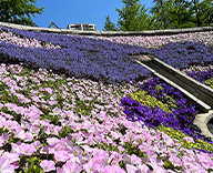 23 墨田区両国 祈念碑花壇 花絵 公園花壇 季節の花 futatoki 事例