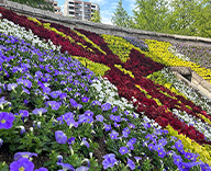 23 墨田区両国 祈念碑花壇 花絵 公園花壇 季節の花 futatoki 事例