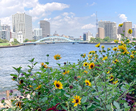 23 中央区 築地川銀座公園 石川島公園 夏の花 サンビリーバブル 花壇 三尺バーベナ hitotoki 事例