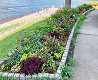 23 中央区 築地川銀座公園 石川島公園 夏の花 サンビリーバブル 花壇 三尺バーベナ hitotoki 事例