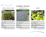 23 中央区 築地川銀座公園 石川島公園 夏の花 サンビリーバブル 花壇 三尺バーベナ hitotoki 事例