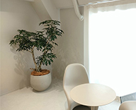 23 新宿 室内 シェフレラ 陶器鉢 細葉 種類 観葉植物 hitotoki 事例