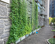 23 港区 壁面 壁面緑化 ゴーヤ アサガオ 緑のカーテン futatoki 事例