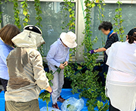 23 高輪 コミュニティプラザ ホップ 緑のカーテン クラフトビール futatoki 事例