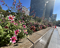 23 東銀座 秋花壇 築地川銀座公園 サルビアセンセーション pink garden ガーデン futatoki 事例