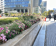 23 東銀座 秋花壇 築地川銀座公園 サルビアセンセーション pink garden ガーデン futatoki 事例