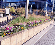 23 銀座 築地川銀座公園 花壇 冬の草花 季節 futatoki 事例