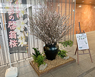 24 山形市 エントランス 桜 春 装飾 SEASONS 事例