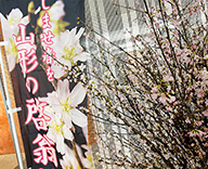 24 山形市 エントランス 桜 春 装飾 SEASONS 事例