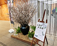 24 山形市 エントランス 桜 春 装飾 SEASONS 事例