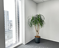 24 横浜 オフィス内 エントランス 執務室 室内緑化 hitotoki 事例