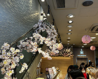 24 銀座 店内　屋外 桜 造花 本物 SEASONS 事例