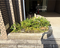 25 東京 エントランス 沈丁花 ブルースレート 化粧砂利 futatoki 事例