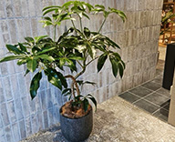 25 川崎市 オフィス ショールーム 観葉植物 オリジナルデザイン hitotoki 事例