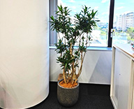 25 川崎市 オフィス ショールーム 観葉植物 オリジナルデザイン hitotoki 事例