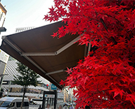 25 銀座 店舗 室内 屋外 造花 SEASONS 事例
