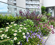 25 港区 花壇 ビューティカル カノーバ トレニア futatoki 事例