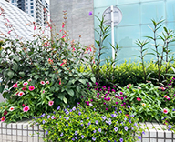 25 港区 花壇 ビューティカル カノーバ トレニア futatoki 事例