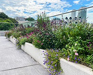 25 港区 花壇 ビューティカル カノーバ トレニア futatoki 事例