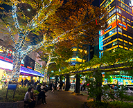 25 数寄屋橋公園 樹木 イルミネーション illumination 点灯 SEASONS 事例