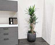 25 横浜 横浜パシフィコ 観葉レンタル インテリア スポットリース SEASONS 事例