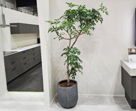 25 横浜 横浜パシフィコ 観葉レンタル インテリア スポットリース SEASONS 事例