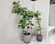 25 横浜 横浜パシフィコ 観葉レンタル インテリア スポットリース SEASONS 事例