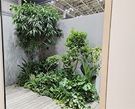 25 横浜 横浜パシフィコ 観葉レンタル インテリア スポットリース SEASONS 事例