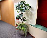 25 都内 オフィス グリーン 造花 装飾 SEASONS 事例