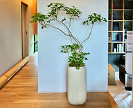 25 福岡 住宅展示場 大野城市 インテリア 観葉レンタル hitotoki 事例