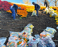 25 東京 横網町公園 花壇 植替え 季節 futatoki 事例