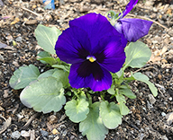 26 高輪 花壇 パンジー よく咲くスミレ アップルソーダ futatoki 事例