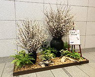 26 山縣 エントランス 啓翁桜 春装飾 桜 SEASONS 事例