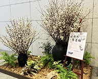 26 山縣 エントランス 啓翁桜 春装飾 桜 SEASONS 事例