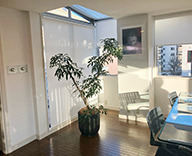 26 青山 オフィス 観葉植物 特殊観葉 レンタル hitotoki 事例