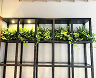 26 宮崎 ショールーム 観葉植物 観葉レンタル インテリア SEASONS 事例