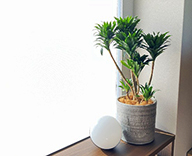 26 埼玉県 住宅展示場 観葉植物 観葉レンタル インテリア hitotoki 事例