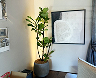 26 埼玉県 住宅展示場 観葉植物 観葉レンタル インテリア hitotoki 事例