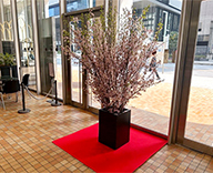 26 京橋 エントランス 日本橋 桜 春装飾 SEASONS 事例