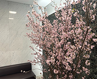 26 京橋 エントランス 日本橋 桜 春装飾 SEASONS 事例