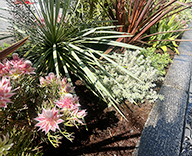 26 銀座4丁目 花壇 グレビレア ユッカ オージープランツ futatoki 事例