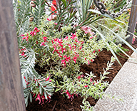 26 銀座4丁目 花壇 グレビレア ユッカ オージープランツ futatoki 事例