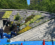 26 東京都 墨田区 都立公園 花壇管理 季節の花苗 futatoki 事例