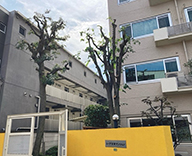 26 文京 マンション 植栽管理 除草 高木 futatoki 事例