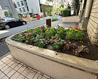 26 東京都 港区 マンション エントランス花壇 草花植栽 futatoki 事例