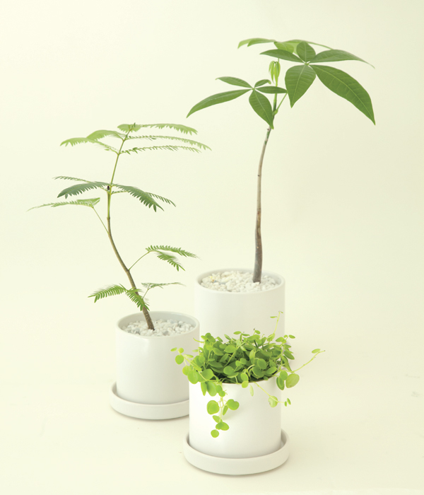 観葉植物レンタル リース Hitotoki 花門フラワーゲート