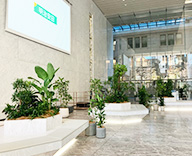 エントランス 観葉植物 レンタル 事例